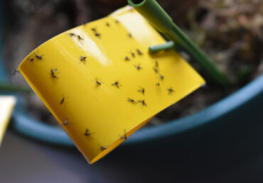 Stopping Gnats and Removing Gnats: How Becker Microbial Products Can Help You Say Goodbye to Those Damn Gnats